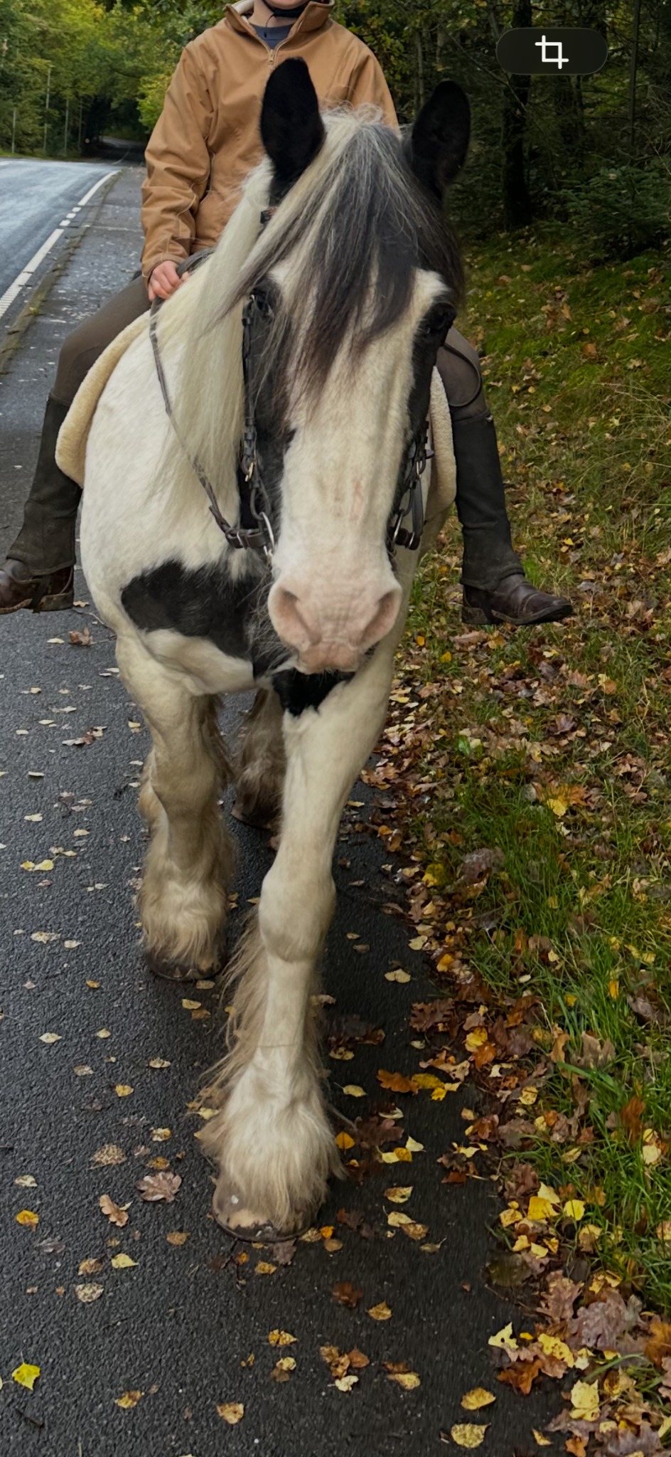 Sortbroget hest med lang man på en rolig gåtur med rytter i skovomgivelser